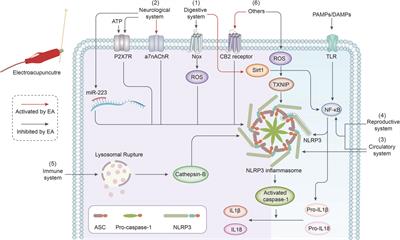 The NLR family pyrin domain containing 3 inflammasome in the mechanism of electroacupuncture: Current status and future perspectives